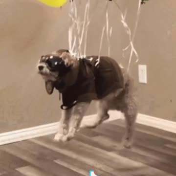 Cute Dog Gif