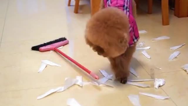 , such a clever dog, you'll like it