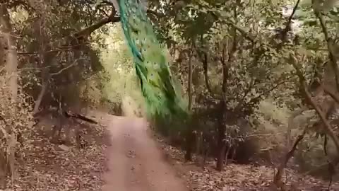 Ever Seen A Peacock Fly?