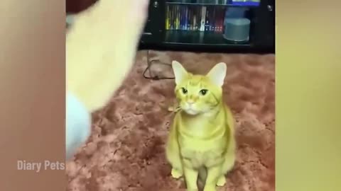 Funny Cats and Dogs Videos