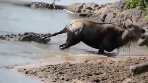 crocodile attacks ginu and lets him escape