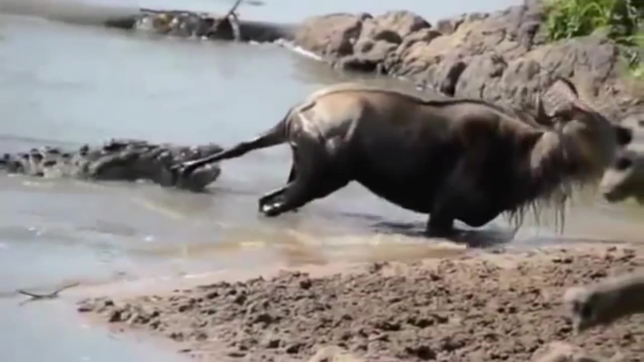 crocodile attacks ginu and lets him escape