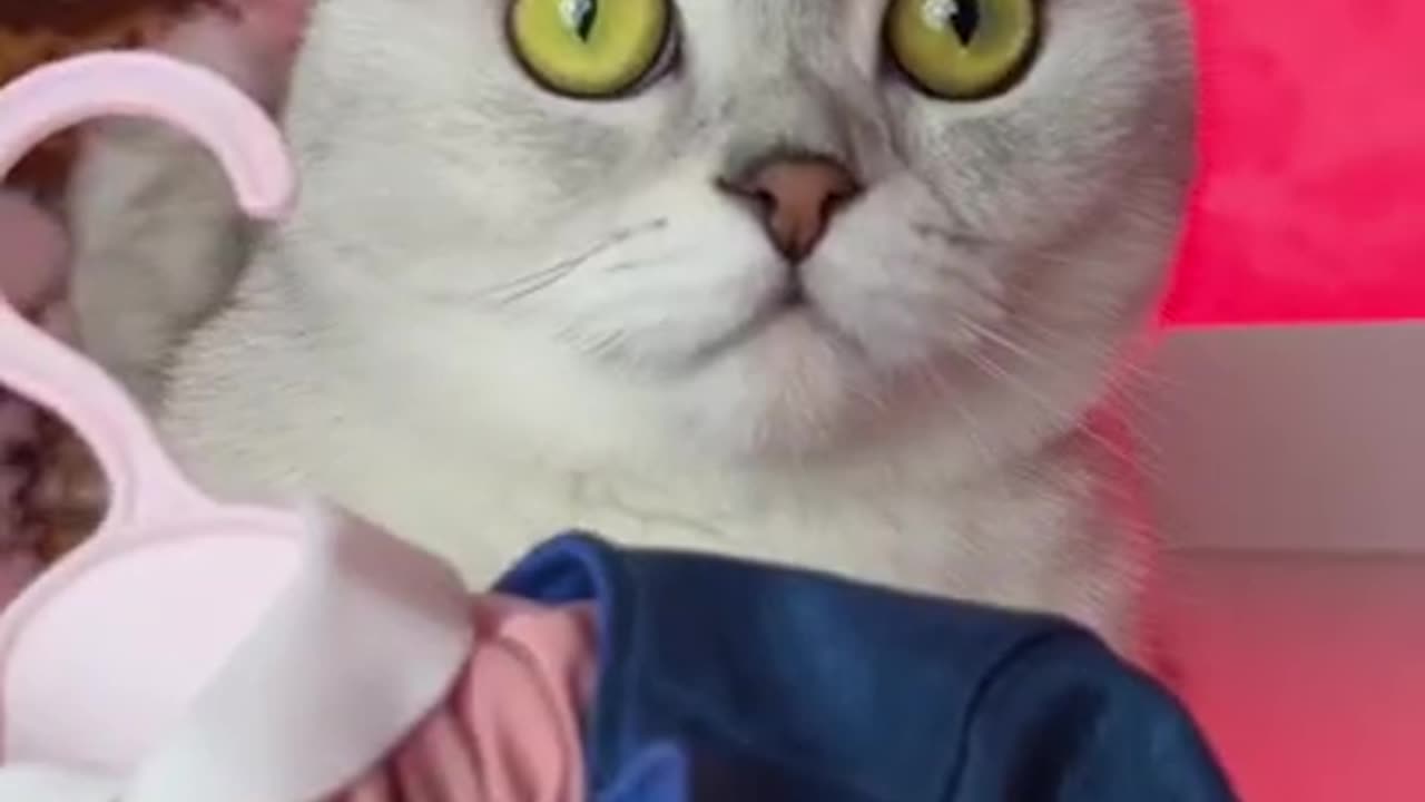 Dress for cat