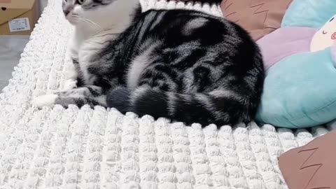 Cats and dogs funny video