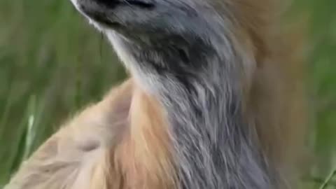 Funy cut