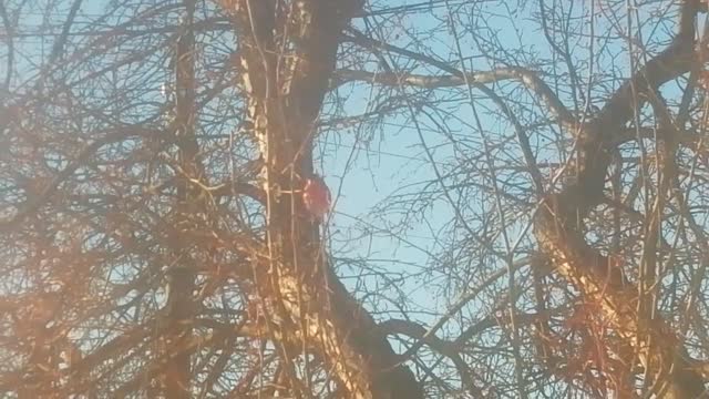 Bullfinches outside my window