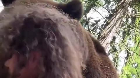 Bear was like “who we hiding from?”