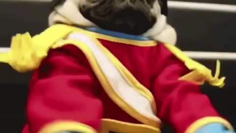 Cute Dog Gif