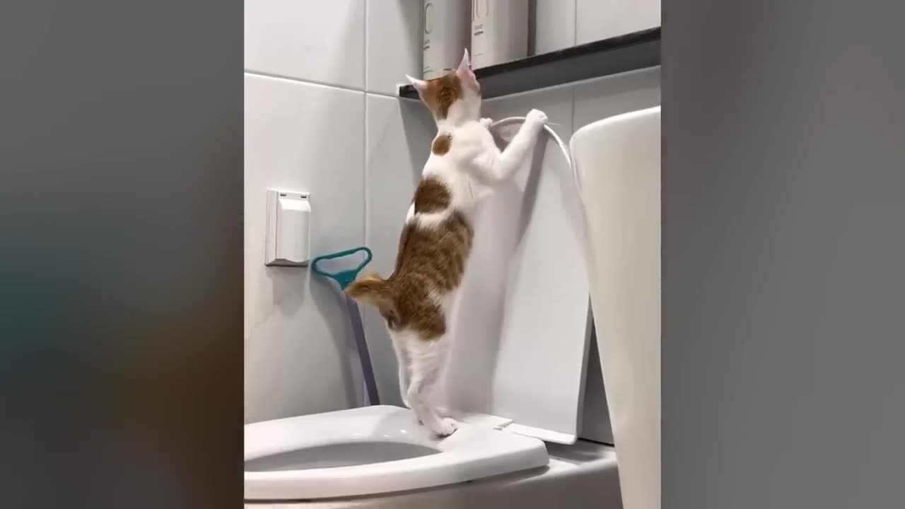 Try Not To Laugh Funny Cats