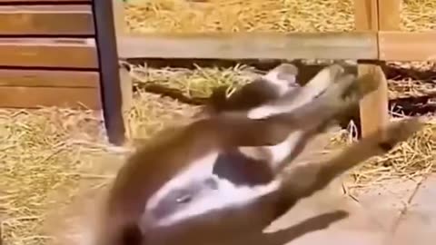 Crazy Animals