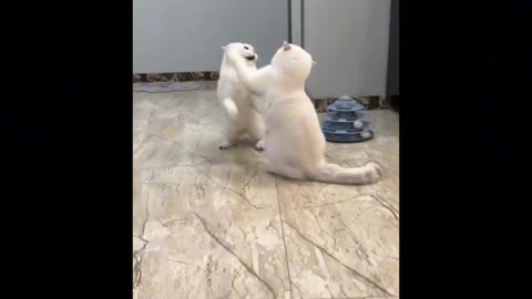 Fanny animal 🤣🤣🤣