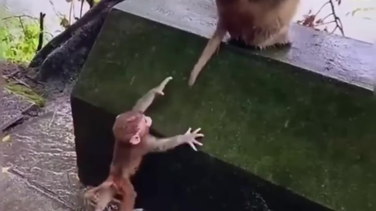 funy animal video for you