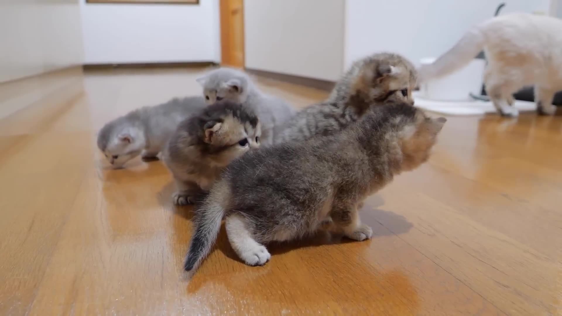 The kitten approaching the daddy cat to play with him was so cute.