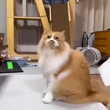 Funny and cute cats