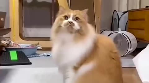 Funny and cute cats