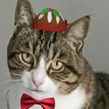 Christmas Cat #talkingpets #cats #catshorts #funnyvideo #petsvlog #kittycat #kittens