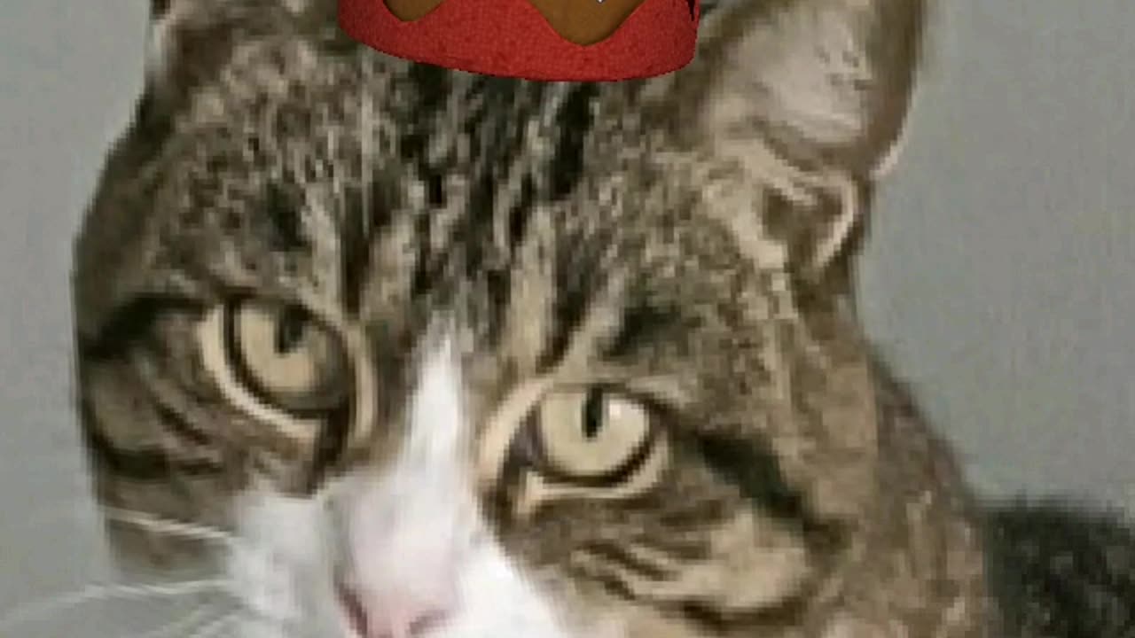 Christmas Cat #talkingpets #cats #catshorts #funnyvideo #petsvlog #kittycat #kittens