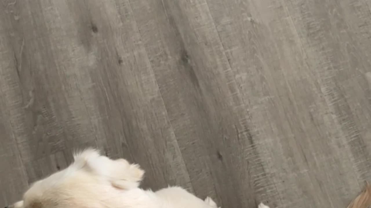 Dog Climbs Over Couch to Avoid Trail of Treats