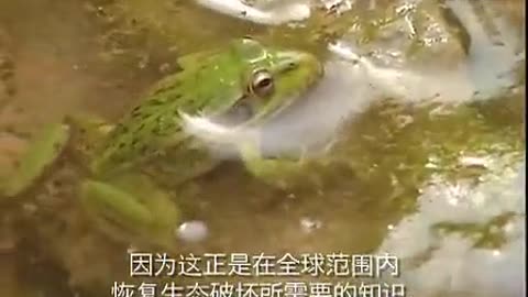 黃土高原教訓與恢復的啟示