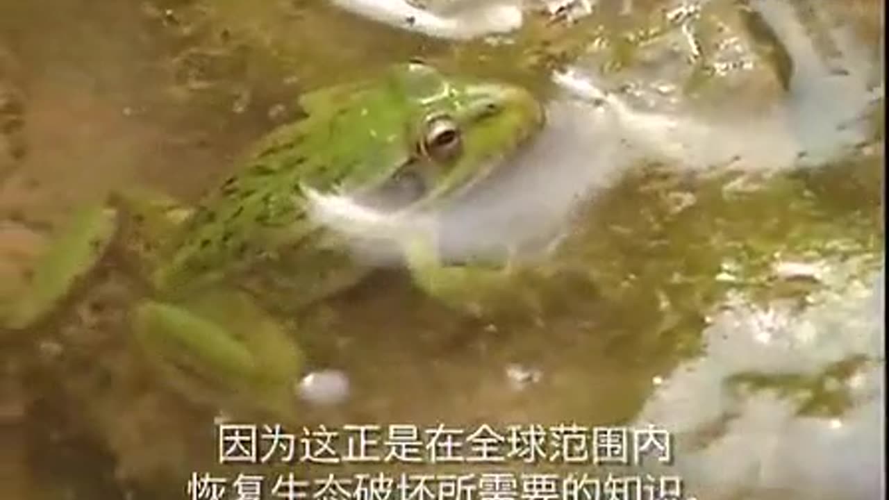 黃土高原教訓與恢復的啟示