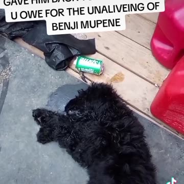 THEY KILLED MY DOG TOO (WARNING GRAPHIC CONTENT)