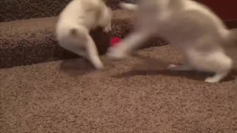 The Fluffy Debacle [filmed by Sideview, voiced by Thrash]