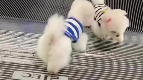 I love these tiny paws... Its seriously amazing paws
