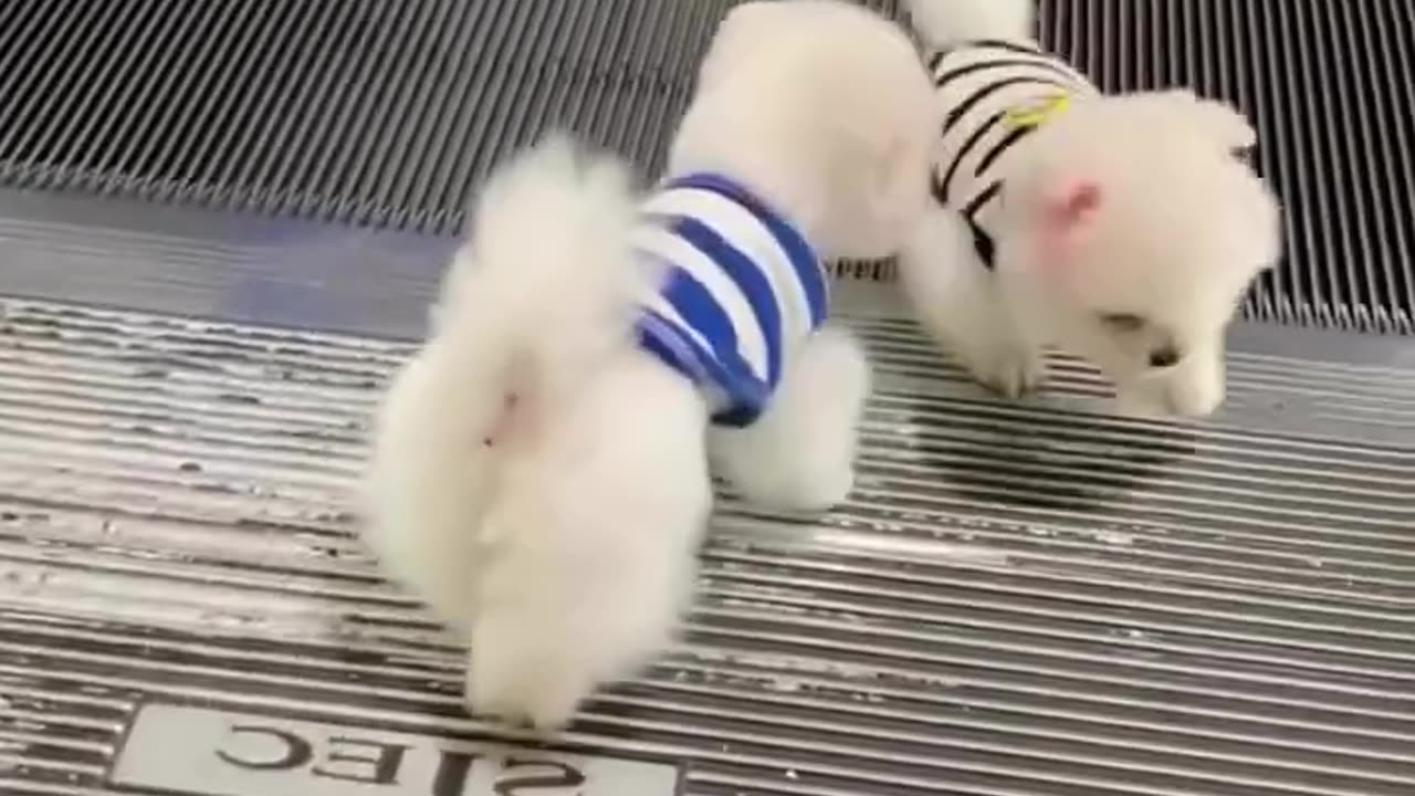 I love these tiny paws... Its seriously amazing paws