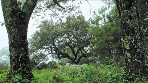 Nature