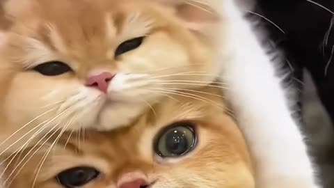 Funny and Cute Cats Videos #339
