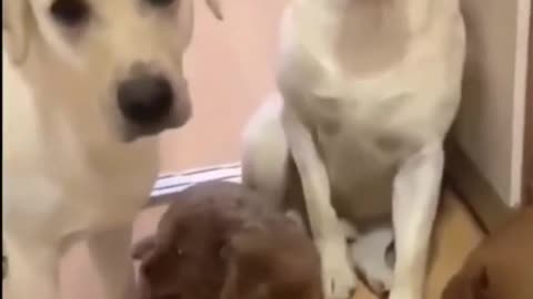 Dog love each other