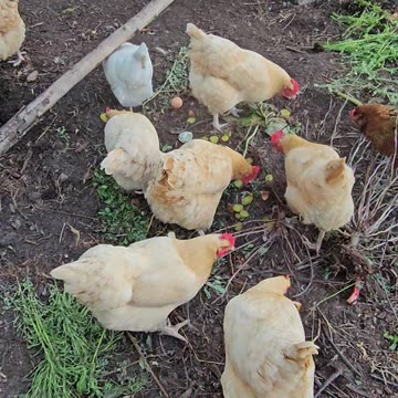 OMC! Do chickens like pickles?🐔❤️🥒Lets find out! #chickens #pickles #shorts #feedingchickens #treats