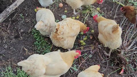 OMC! Do chickens like pickles?🐔❤️🥒Lets find out! #chickens #pickles #shorts #feedingchickens #treats