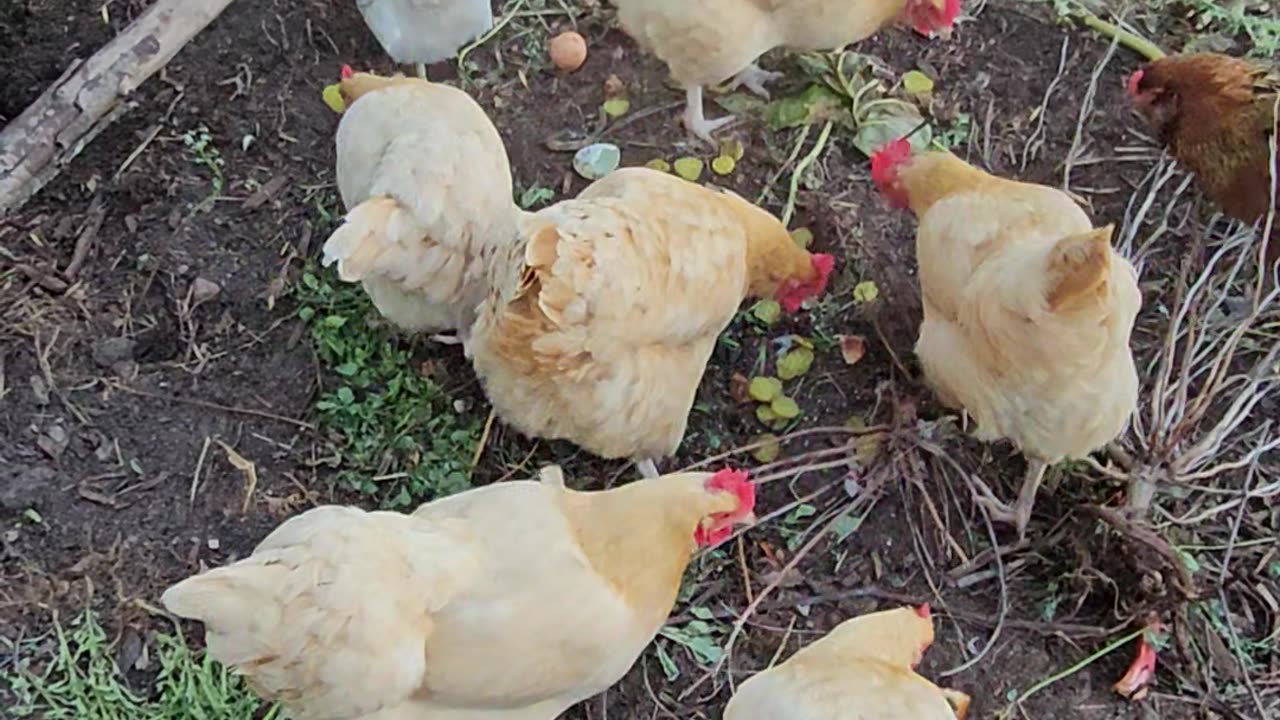 OMC! Do chickens like pickles?🐔❤️🥒Lets find out! #chickens #pickles #shorts #feedingchickens #treats