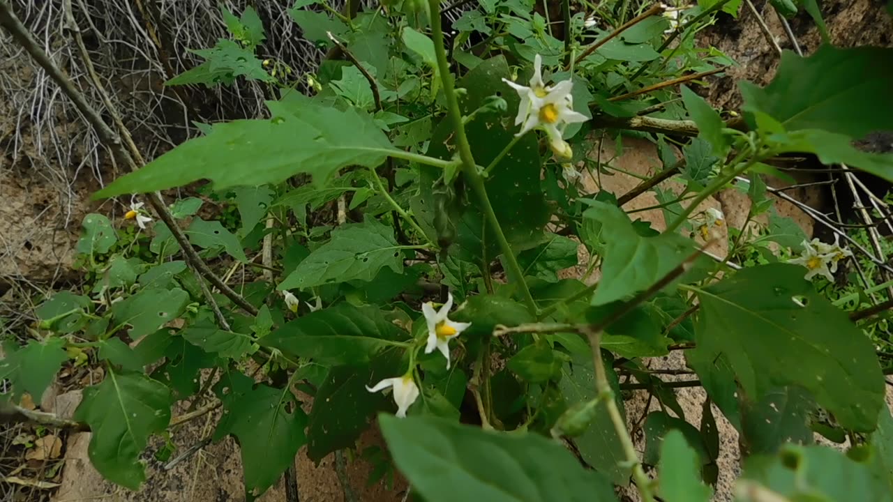 White Nightshade