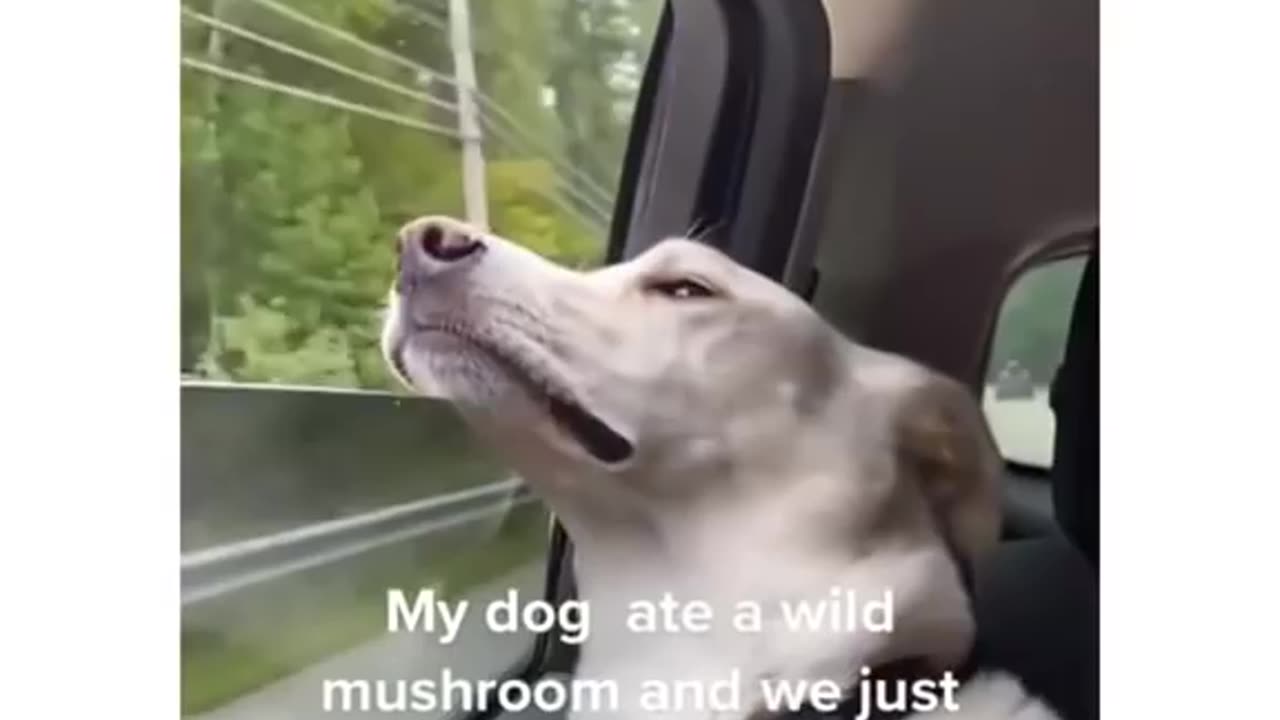 Dog flying high