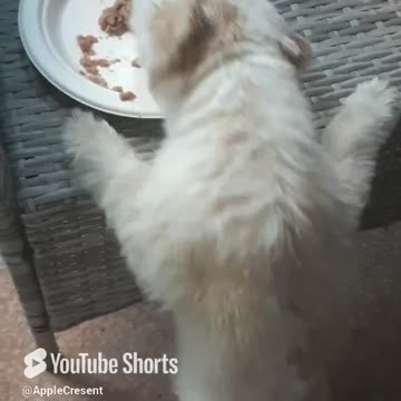 Dog standing on 2 paws - Porsha dances for her dinner 🐕💜🦴