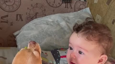 Comforting Puppy Howls to claim a boy