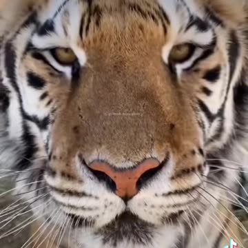 T Is for Thursdays & Tigers 🐅