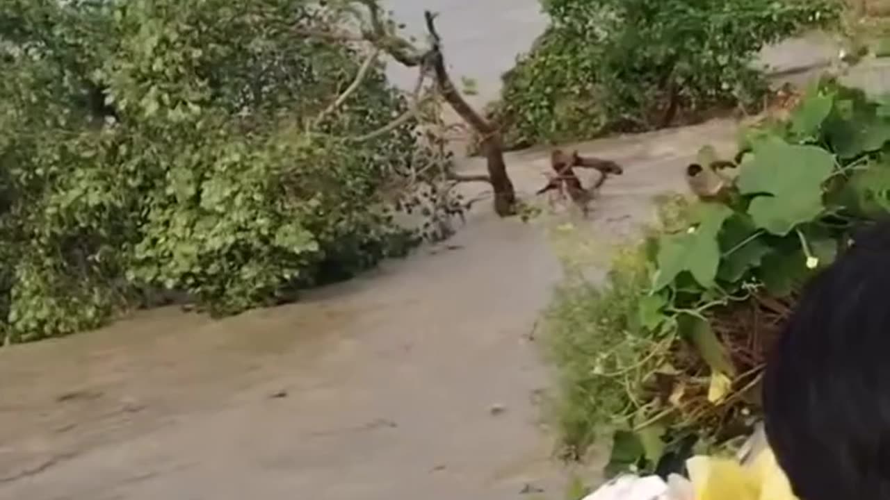 Nature power drop a huge tree