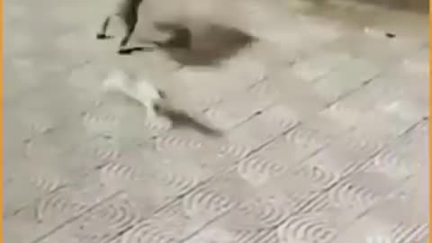 Leopard vs human