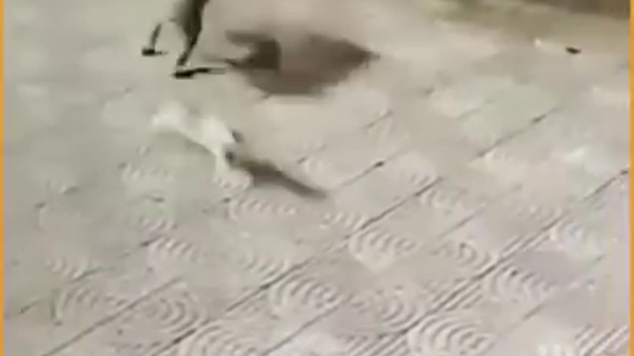 Leopard vs human