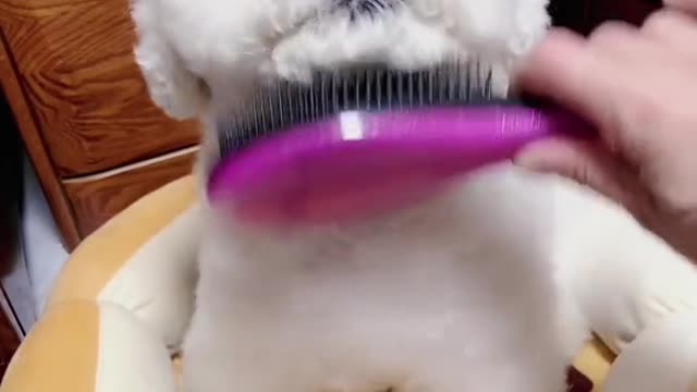 # Pet Comb