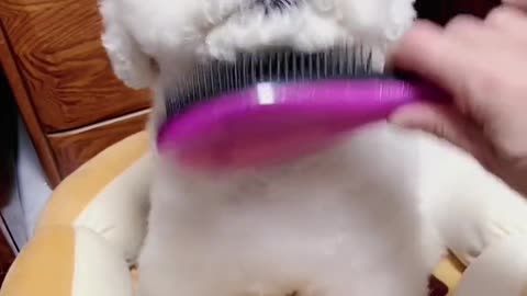 # Pet Comb