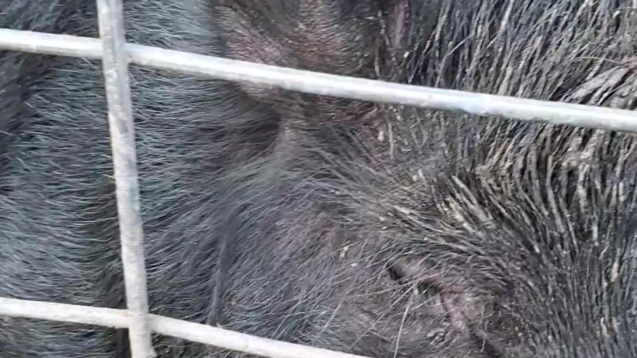 Recording a Real-Life Pig: When Kids Mistake Him for Peppa Pig