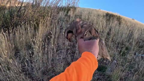 Chasing Chukar: Chukar Hunting LIMIT!