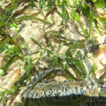 🌊🐍 Meet the Giant Sea Cucumber: Nature's Slithery Wonder! 🐍🌊