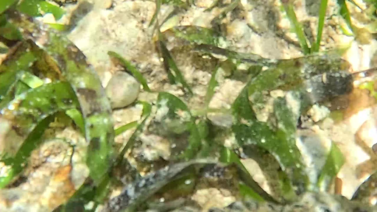 🌊🐍 Meet the Giant Sea Cucumber: Nature's Slithery Wonder! 🐍🌊