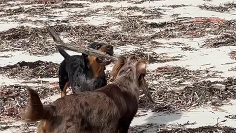 Dachshund Helps Collect Firewood