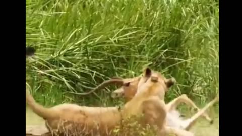 tiger attack on deer,